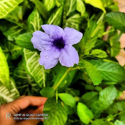 Ruellia Tuberosa Commonly known as Meadow Weed, Minnieroot, Cracker Plant, Popping Pod. #Ruelliatuberosa,Geotagged,India,Ruellia tuberosa