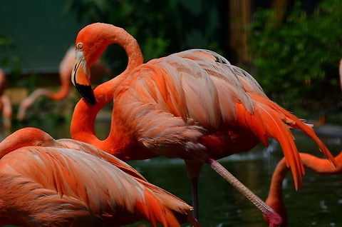 "Animals are such agreeable friends - they ask no questions; they pass no criticisms." -George Eliot The beautiful American Flamingo American Flamingo,Phoenicopterus ruber,american flamingo,animal,beautiful,bird,birds,creature,flamingo,flamingos,pink,pink bird,pretty