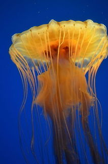 "Those who admire the massive, rigid bone structures of dinosaurs should remember that jellyfish still enjoy their very secure ecological niche." -Beau Sheil  Cyanea capillata,Lions mane jellyfish,animal,beautiful,blue,creature,fish,jelly,jellyfish,ocean,orange,sea,tentacles,water,yellow