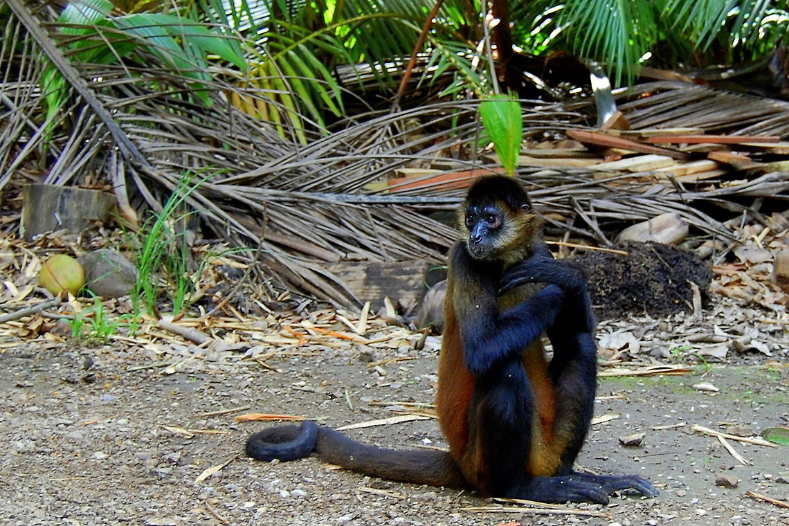 "Never be afraid to sit awhile and think." -Lorraine Hansberry Geoffroy&#039;s spider monkey deep in thought Ateles geoffroyi,Costa Rica,Geoffroys spider monkey,Geotagged,animal,animals,monkey,monkeys,primate,primates,spider monkey
