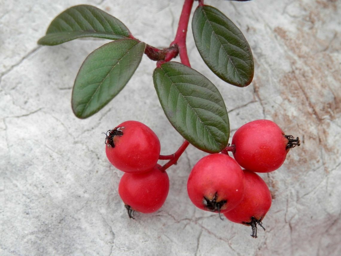 Cotoneaster salicifolius Repens  Bulgaria,Cotoneaster salicifolius,Geotagged