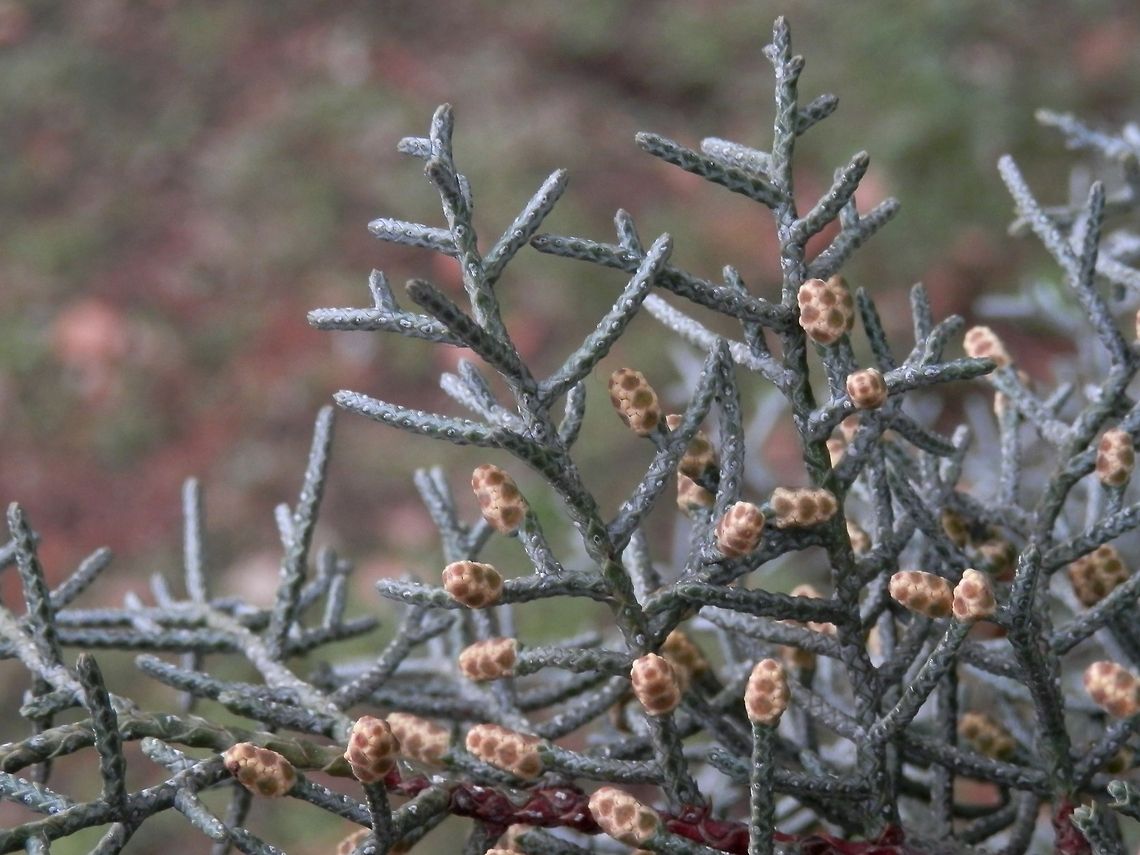 Arizona Cypress  Bulgaria,Cupressus arizonica,Geotagged