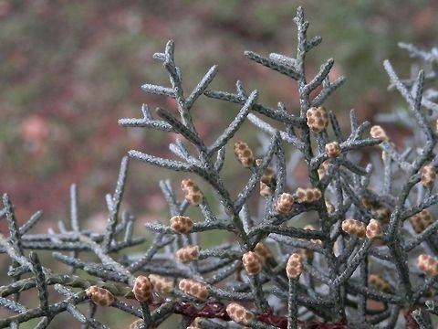 Arizona Cypress  Bulgaria,Cupressus arizonica,Geotagged