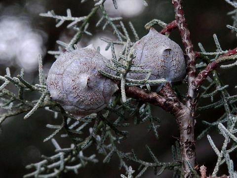 Arizona Cypress mature female cones  Bulgaria,Cupressus arizonica,Geotagged