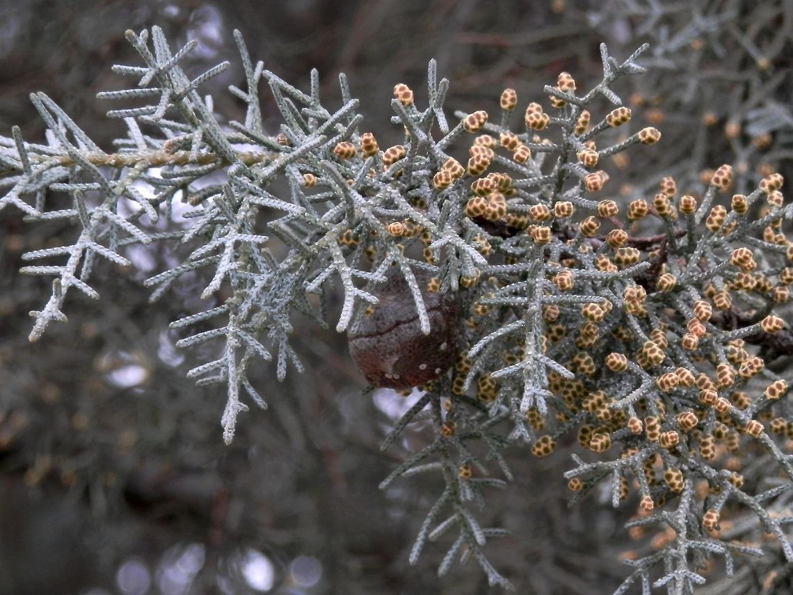 Arizona Cypress male and female cones  Bulgaria,Cupressus arizonica,Geotagged