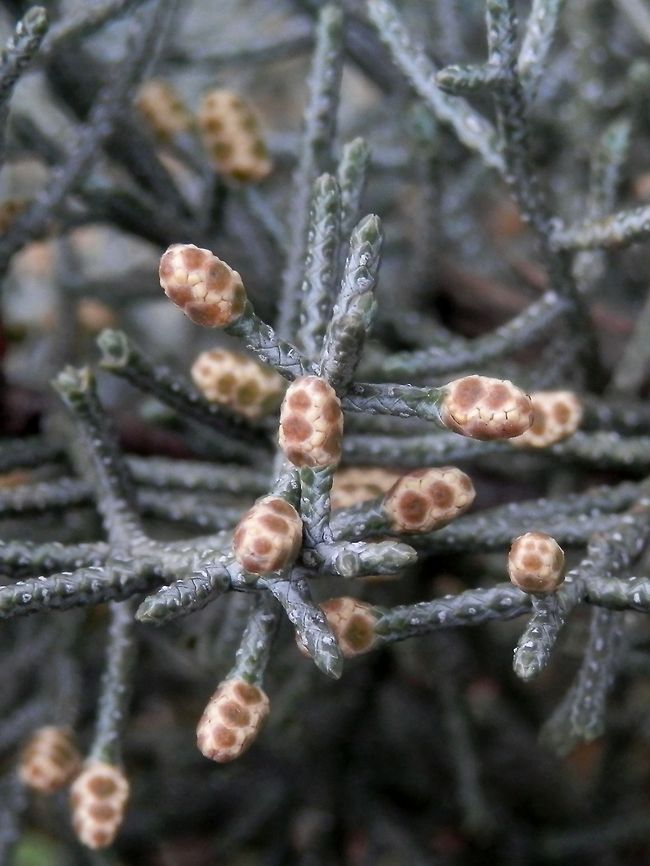 Arizona Cypress male cones close-up  Bulgaria,Cupressus arizonica,Geotagged
