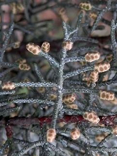 Arizona Cypress silver spotted pattern  Bulgaria,Cupressus arizonica,Geotagged