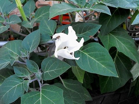 Datura inoxia Bees can hardly wait for the flowers to open. Bulgaria,Datura inoxia,Geotagged