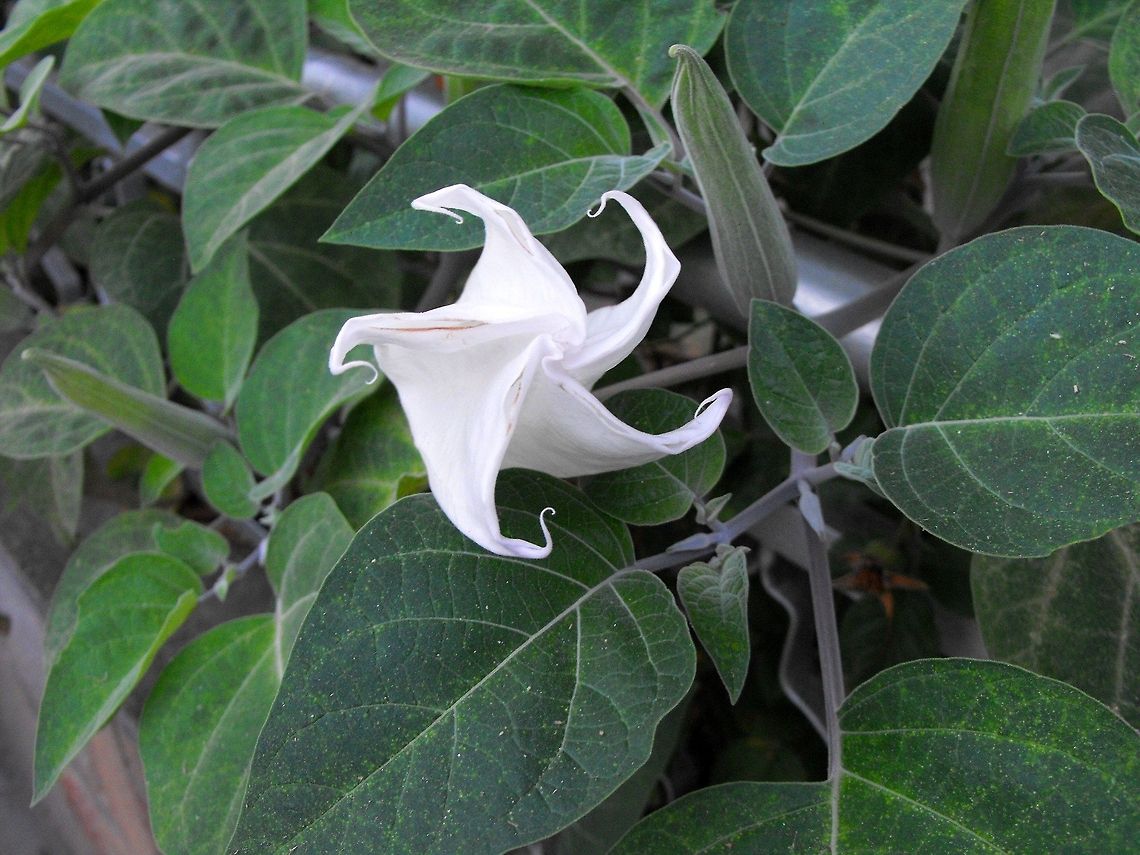 Datura inoxia  Bulgaria,Datura inoxia,Geotagged