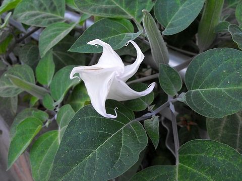 Datura inoxia  Bulgaria,Datura inoxia,Geotagged