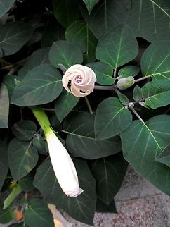 Datura inoxia  Bulgaria,Datura inoxia,Geotagged