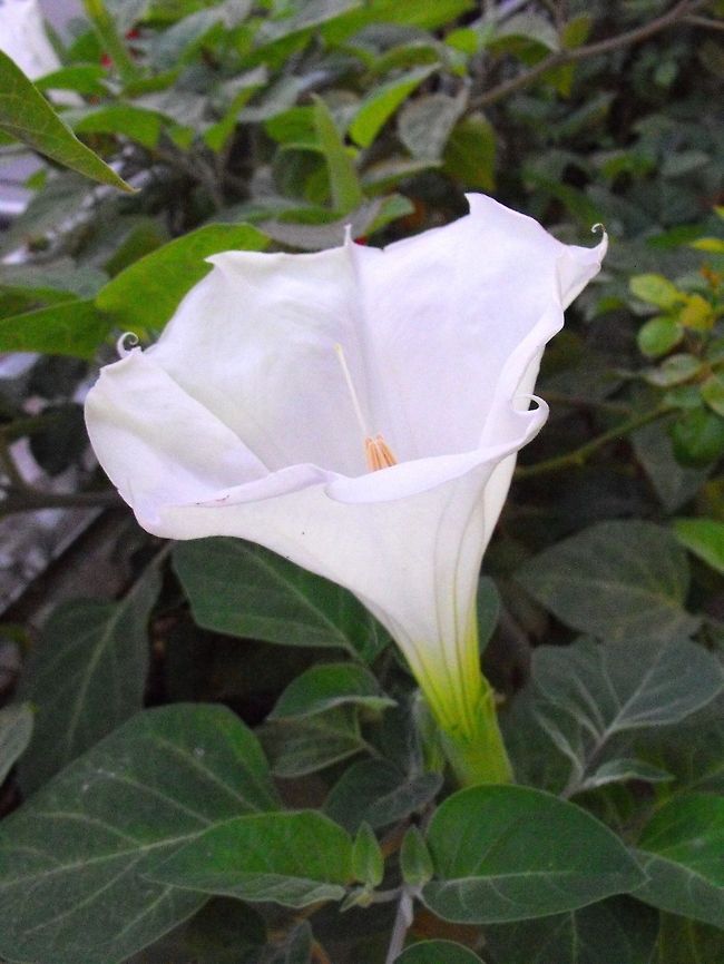 Datura inoxia  Bulgaria,Datura inoxia,Geotagged