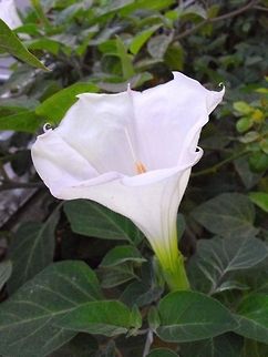 Datura inoxia  Bulgaria,Datura inoxia,Geotagged