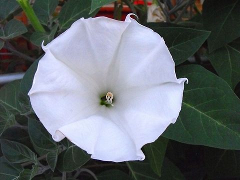 Datura inoxia  Bulgaria,Datura inoxia,Geotagged
