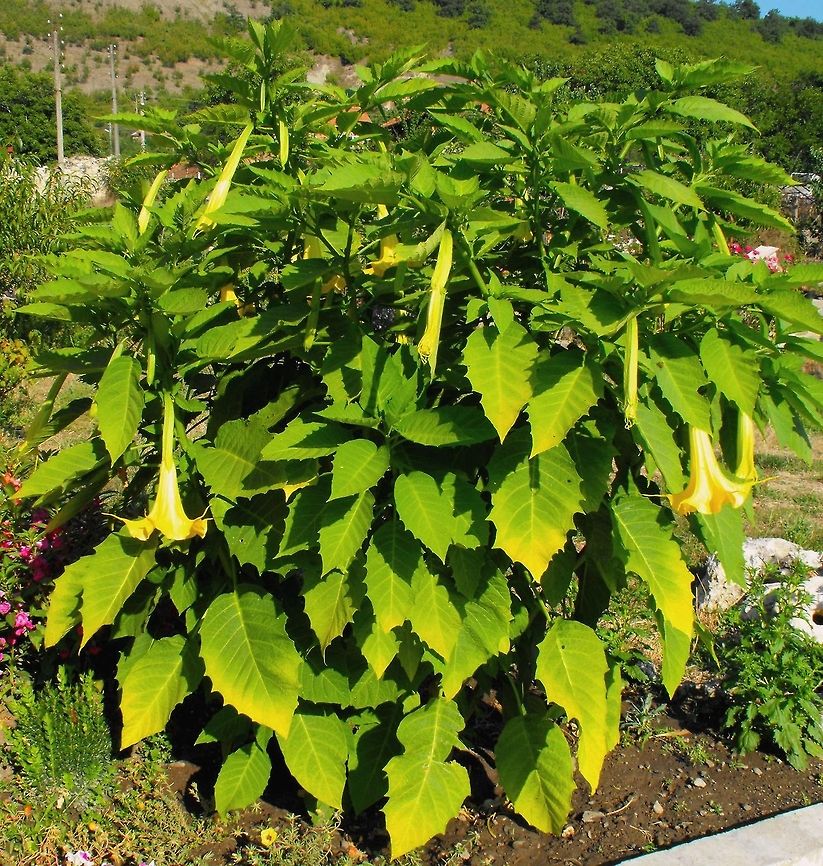 Golden Angel's Trumpet  Brugmansia aurea,Bulgaria,Geotagged,Golden Angels Trumpet