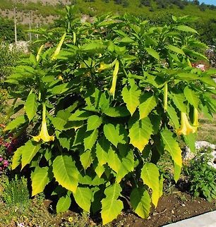 Golden Angel's Trumpet  Brugmansia aurea,Bulgaria,Geotagged,Golden Angels Trumpet