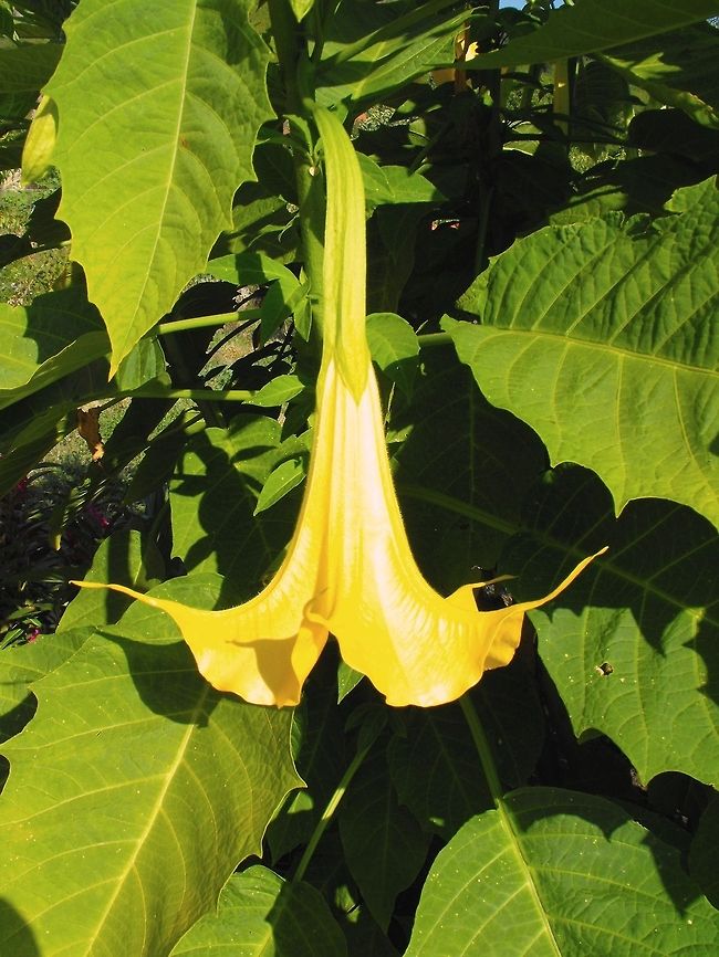 Golden Angel's Trumpet Although the flowers look like those of Brugmansia aurea, I believe this is a Brugmansia hybrid - either B. &times; candida (between B. aurea and B. versicolor) or B. &times; cubensis (between B. suaveolens, B. versicolor, and B. aurea). Brugmansia aurea,Bulgaria,Geotagged,Golden Angels Trumpet