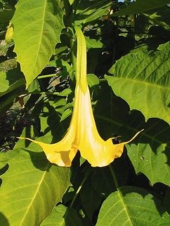 Golden Angel's Trumpet Although the flowers look like those of Brugmansia aurea, I believe this is a Brugmansia hybrid - either B. × candida (between B. aurea and B. versicolor) or B. × cubensis (between B. suaveolens, B. versicolor, and B. aurea). Brugmansia aurea,Bulgaria,Geotagged,Golden Angels Trumpet