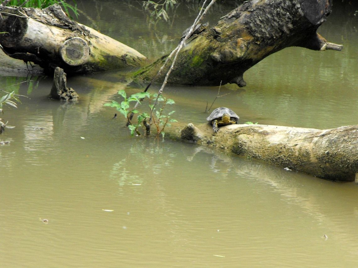 European Pond Turtle This photo was taken during a boat trip to the mouth of the Kamchia River. Bulgaria,Emys orbicularis,European pond turtle,Geotagged