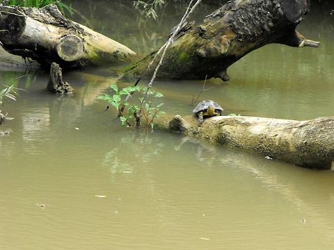European Pond Turtle This photo was taken during a boat trip to the mouth of the Kamchia River. Bulgaria,Emys orbicularis,European pond turtle,Geotagged