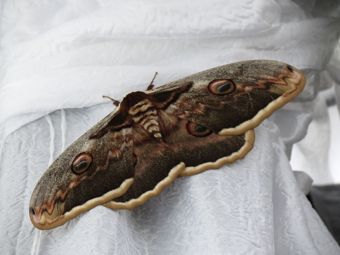 Great Peacock Moth  Bulgaria,Geotagged,Giant Peacock Moth,Saturnia pyri