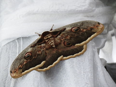 Great Peacock Moth  Bulgaria,Geotagged,Giant Peacock Moth,Saturnia pyri