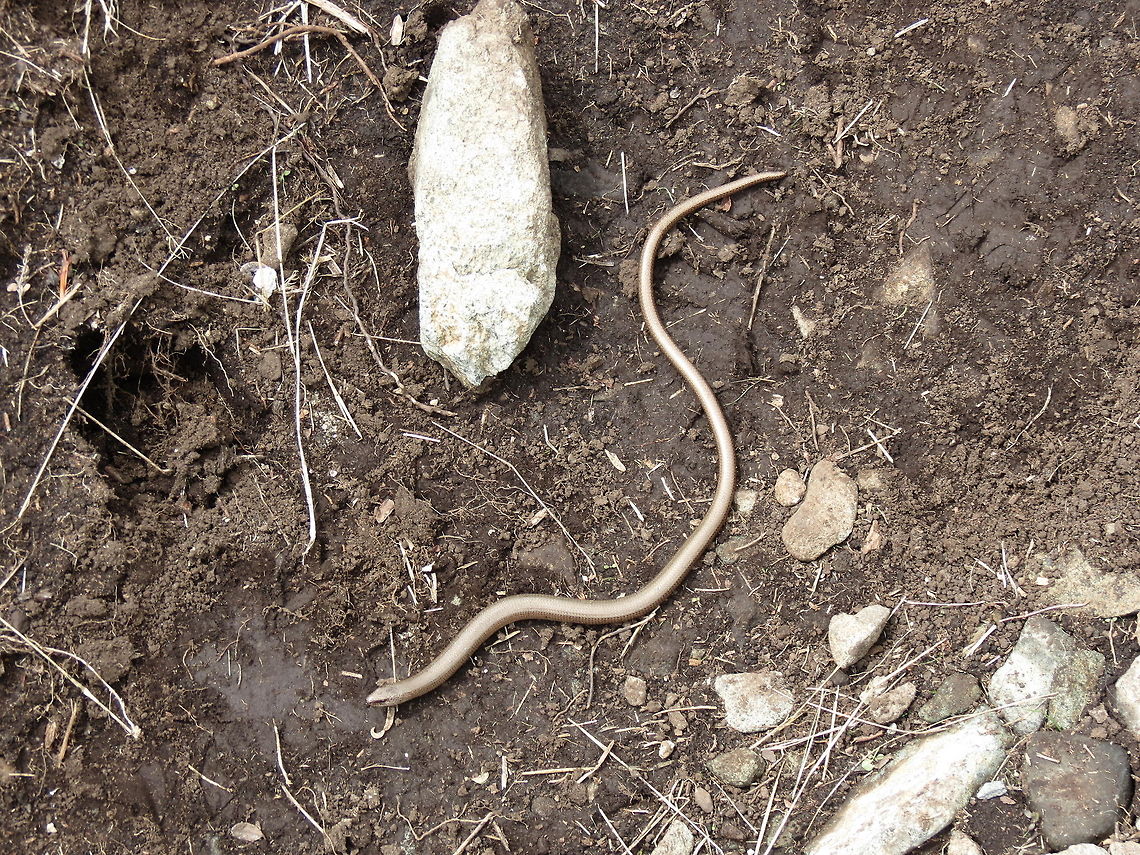 Slow Worm It&#039;s neither a worm, nor a snake, but a lizard. Anguis fragilis,Bulgaria,Geotagged,Slow Worm