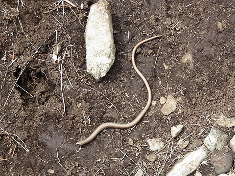 Slow Worm It's neither a worm, nor a snake, but a lizard. Anguis fragilis,Bulgaria,Geotagged,Slow Worm