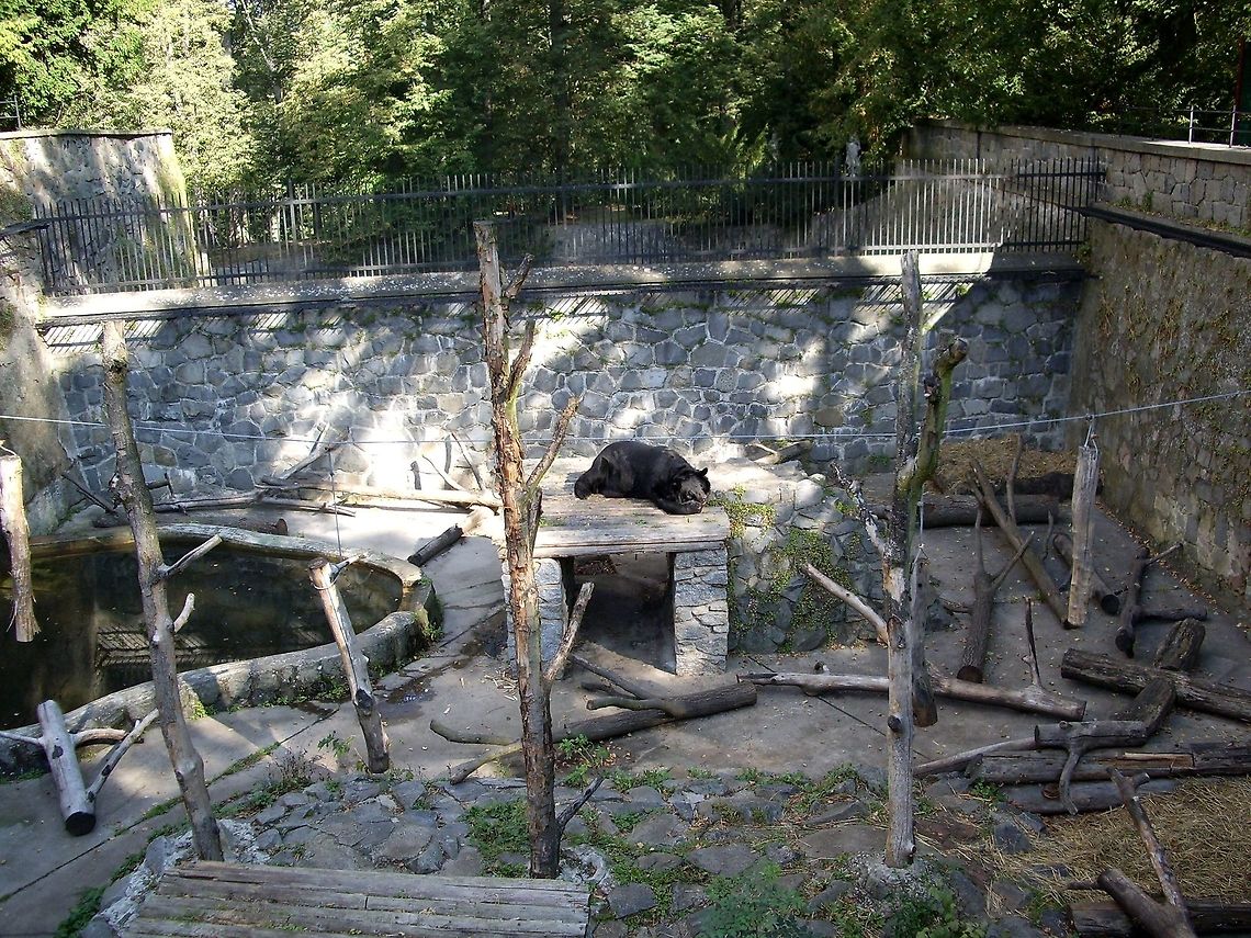 Asian black bear at Konopiste Castle  Asian black bear,Czech Republic,Geotagged,Ursus thibetanus