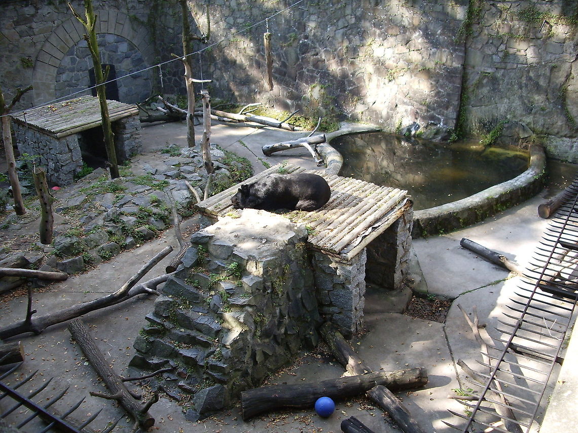 Asian black bear at Konopiste Castle  Asian black bear,Czech Republic,Geotagged,Ursus thibetanus