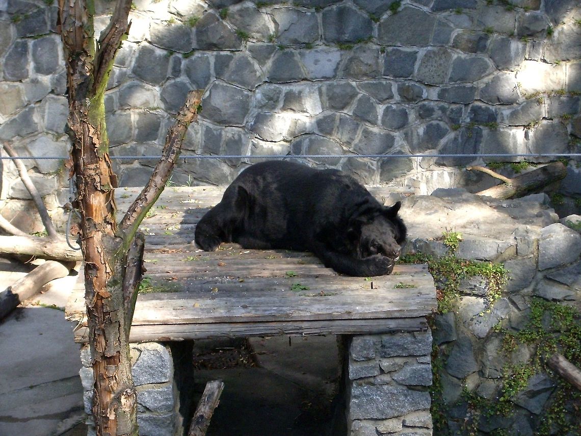 Asian black bear at Konopiste Castle It is a miserable life for this gorgeous bear living in a pit by the Konopiste Castle. At least it is not stuffed like it&#039;s cousins inside. The castle is a creepy place. It used to be a hunting lodge and it is full of thousands of trophies, hanging on every single wall. There are even chairs made of deer horns! Asian black bear,Czech Republic,Geotagged,Ursus thibetanus