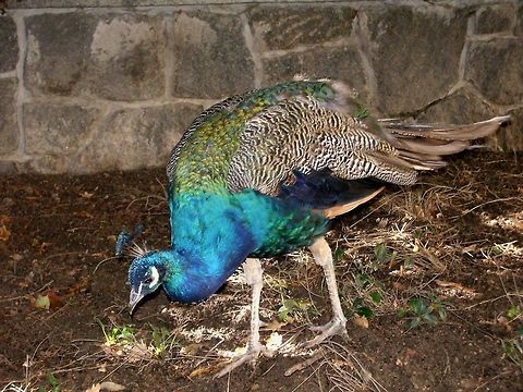 Indian Peacock at Konopiste Castle  Czech Republic,Geotagged,Indian Peafowl,Pavo cristatus
