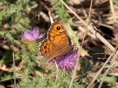 Wall Brown  Bulgaria,Geotagged,Lasiommata megera,Wall Brown