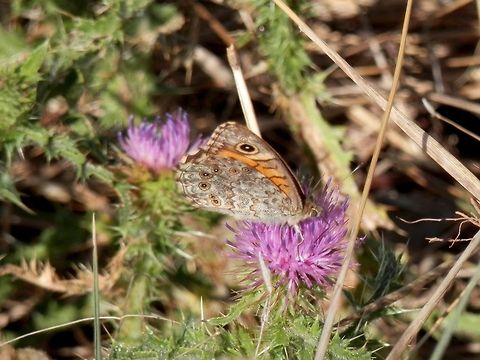 Wall Brown side view  Bulgaria,Geotagged,Lasiommata megera,Wall Brown