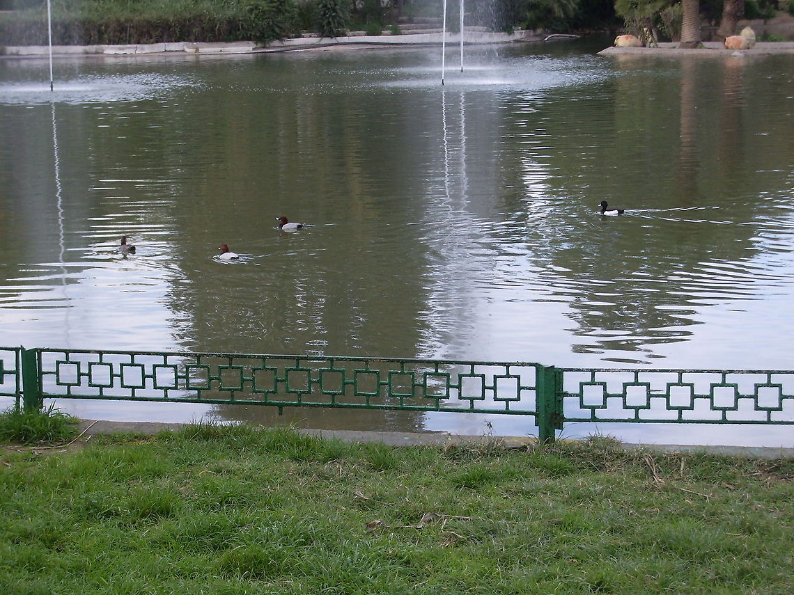 Common pochards Common pochards (Aythya ferina) and tufted duck (Aythya fuligula) Aythya ferina,Common Pochard,Geotagged,Tunisia