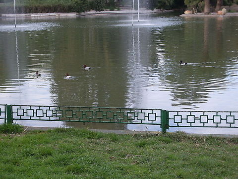 Common pochards Common pochards (Aythya ferina) and tufted duck (Aythya fuligula) Aythya ferina,Common Pochard,Geotagged,Tunisia