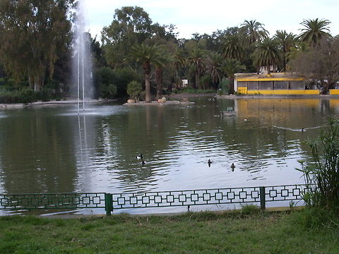 Tufted Duck Redhead (Aythya americana) and Tufted (Aythya fuligula) ducks Aythya fuligula,Geotagged,Tufted Duck,Tunisia