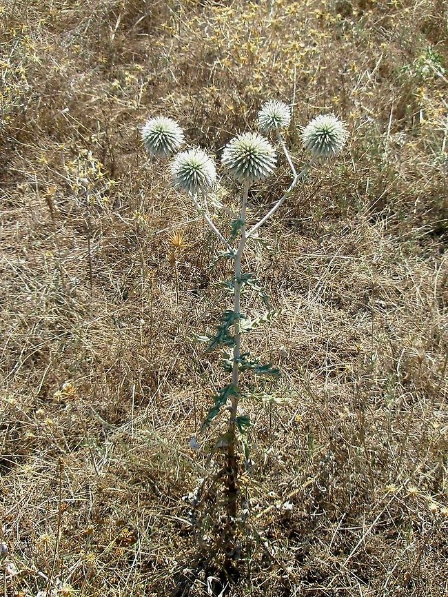 Pale globe thistle  Bulgaria,Echinops sphaerocephalus,Geotagged,Great globe thistle,Likana Protected Site