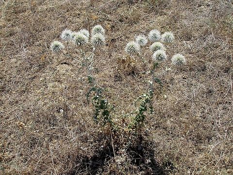 Pale globe thistle  Bulgaria,Echinops sphaerocephalus,Geotagged,Great globe thistle,Likana Protected Site