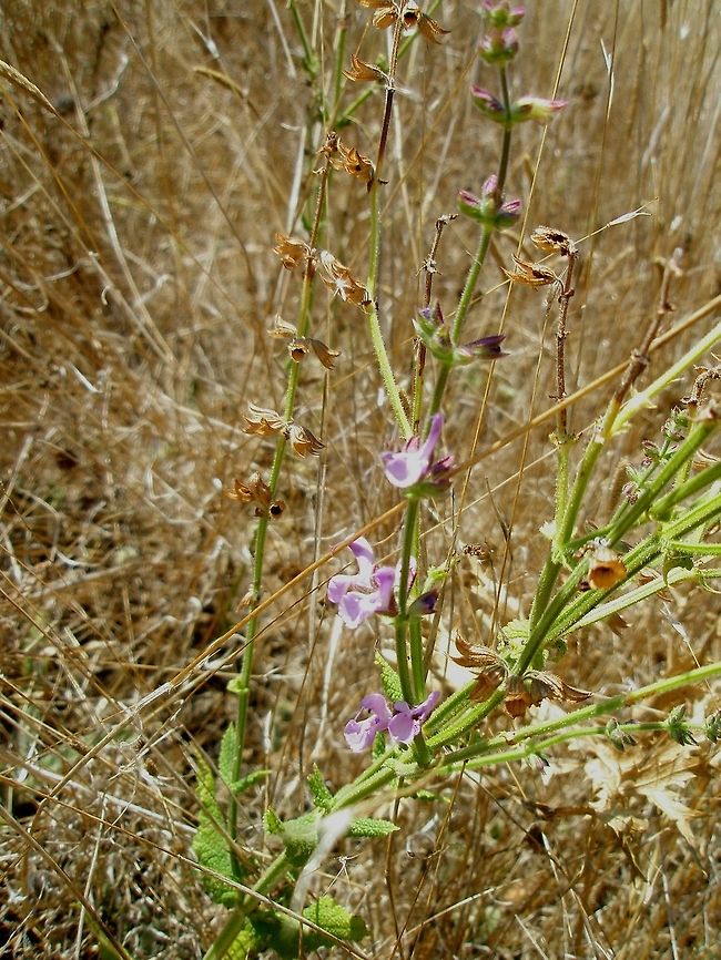 Wild Sage A wild sage found near the Likana protected site. Bulgaria,Geotagged,Likana Protected Site,Salvia verbenaca
