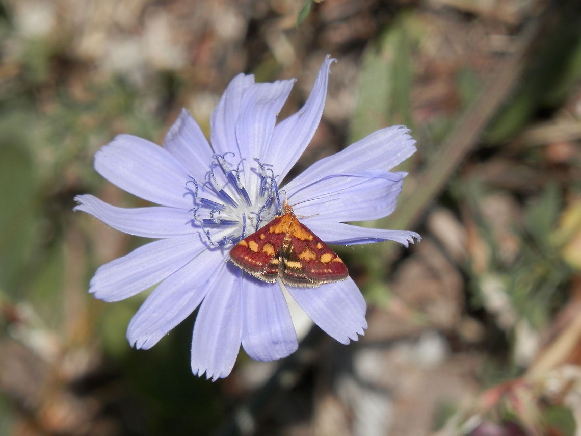 Pyrausta purpuralis  Bulgaria,Common Chicory,Geotagged,Pyrausta purpuralis