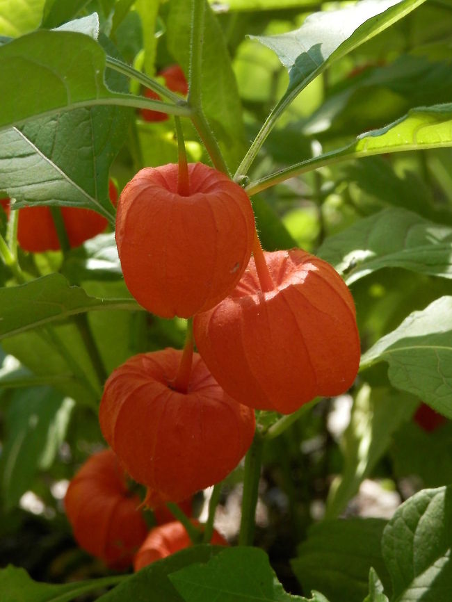 Chinese lantern  Bulgaria,Geotagged,Physalis alkekengi