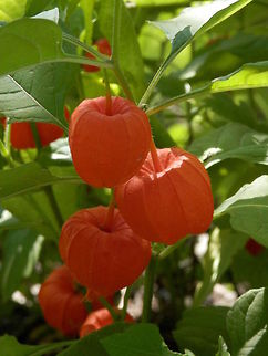 Chinese lantern  Bulgaria,Geotagged,Physalis alkekengi