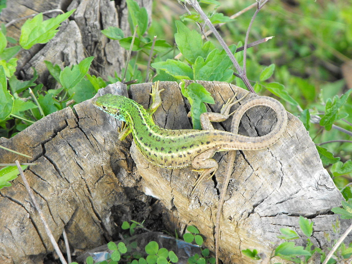 European green lizard  Bulgaria,European green lizard,Geotagged,Lacerta viridis
