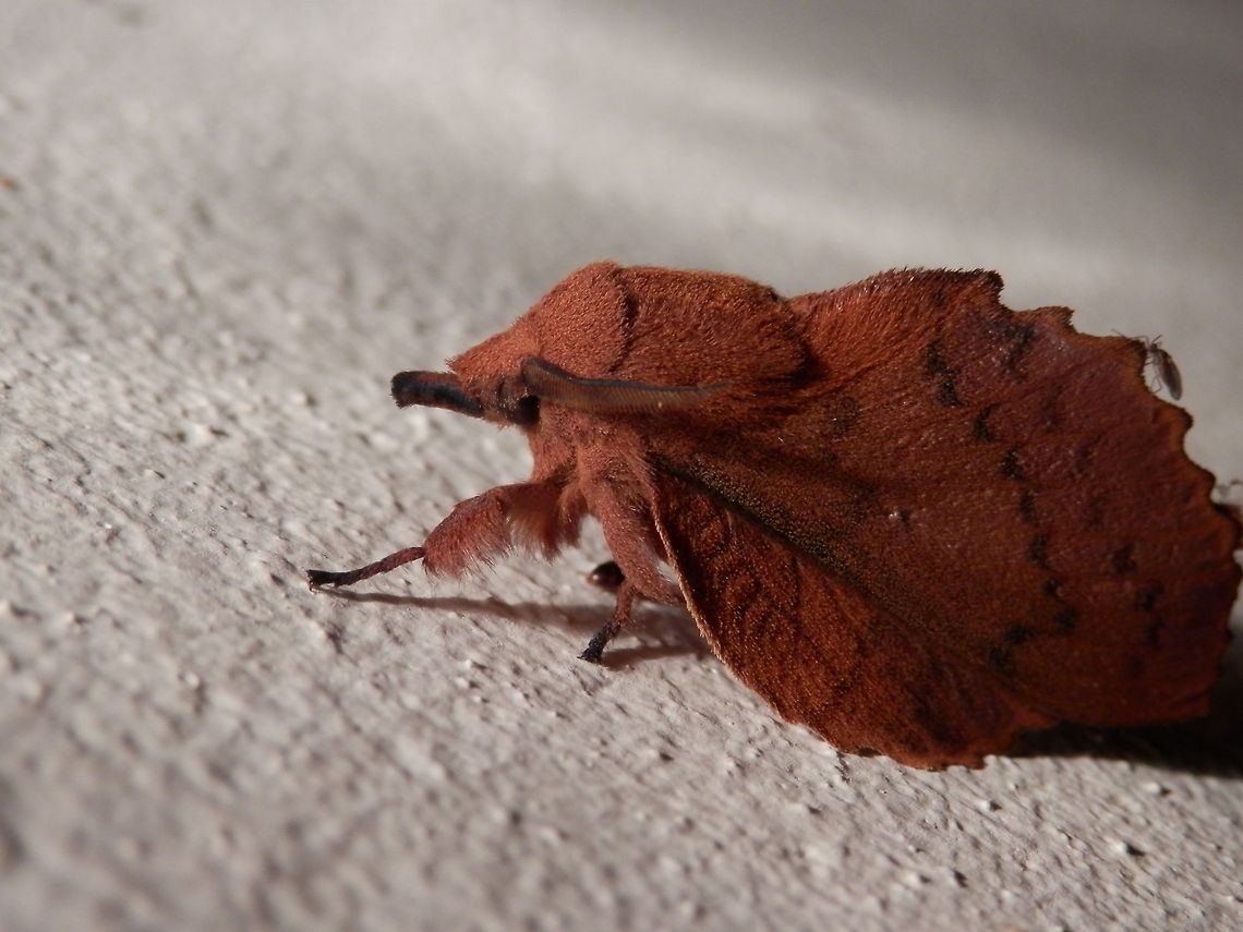 Lappet moth  Bulgaria,Gastropacha quercifolia,Geotagged,Lappet