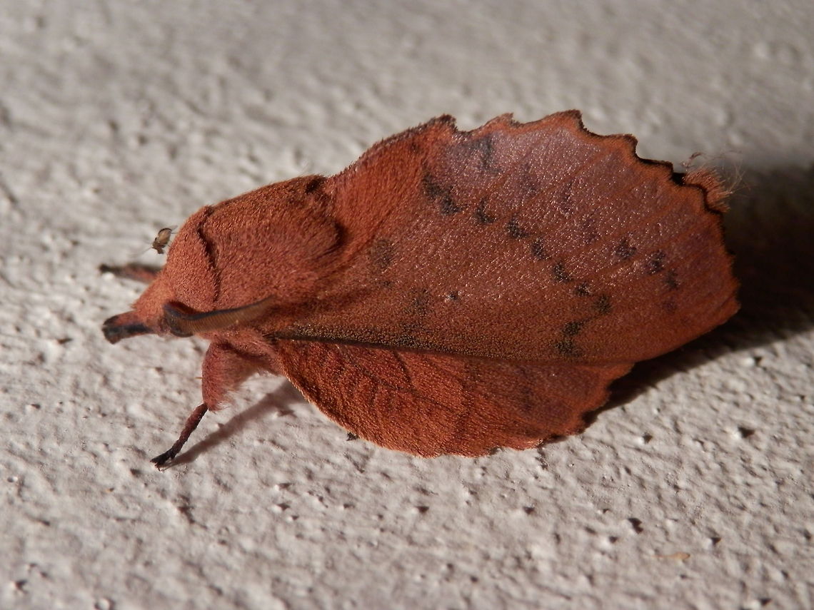 Lappet moth  Bulgaria,Gastropacha quercifolia,Geotagged,Lappet