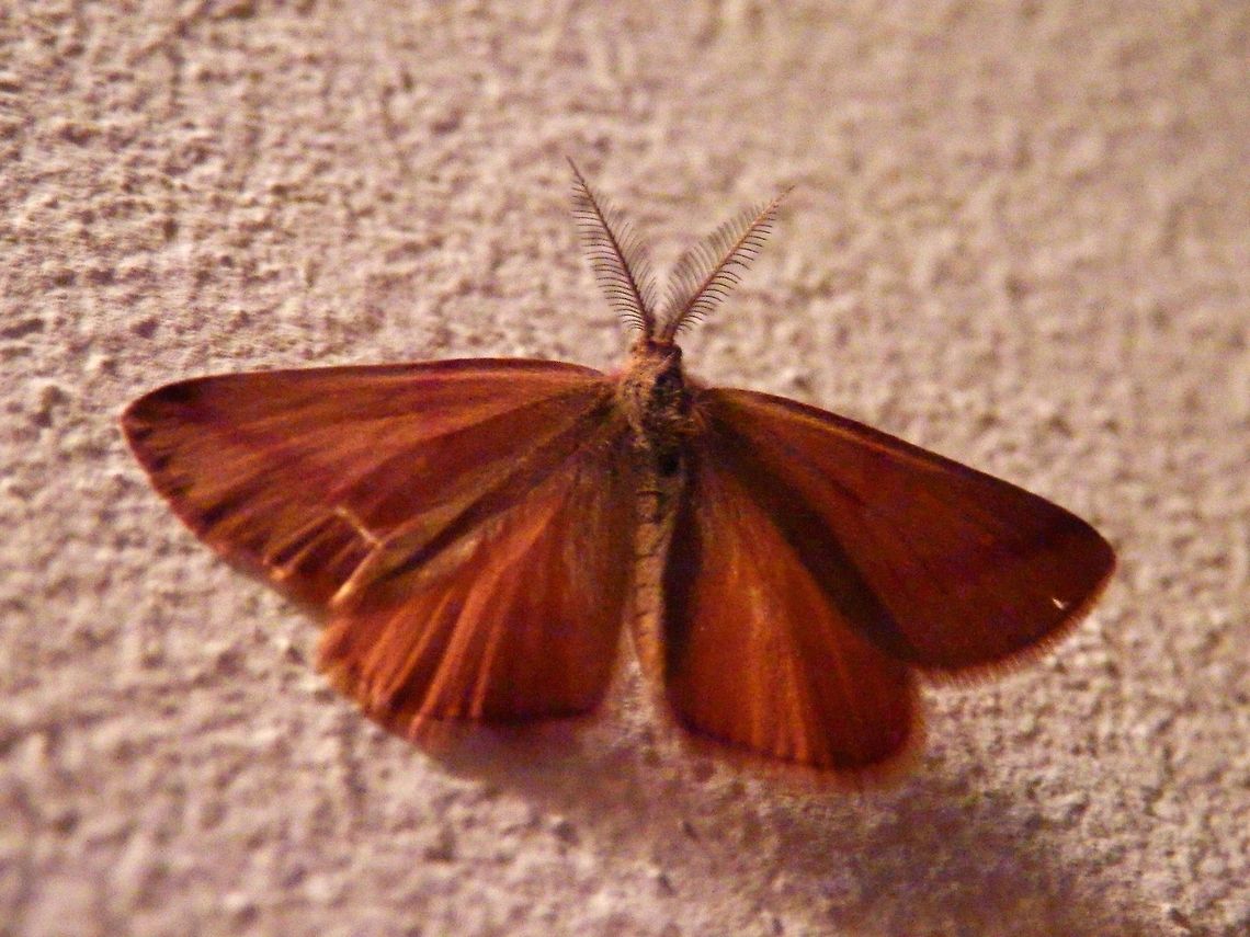 Purple-barred Yellow Moth  Bulgaria,Geotagged,Lythria purpuraria