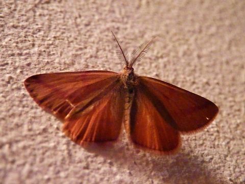 Purple-barred Yellow Moth  Bulgaria,Geotagged,Lythria purpuraria