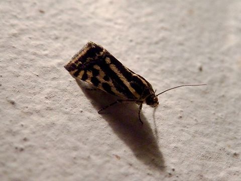 Spotted Sulphur  Bulgaria,Emmelia trabealis,Geotagged