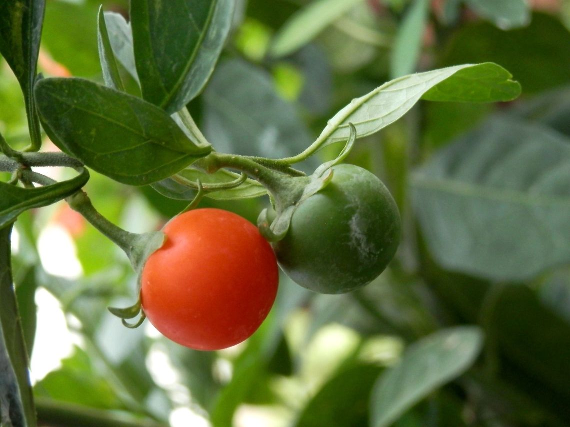 Jerusalem Cherry  Bulgaria,Geotagged,Solanum pseudocapsicum